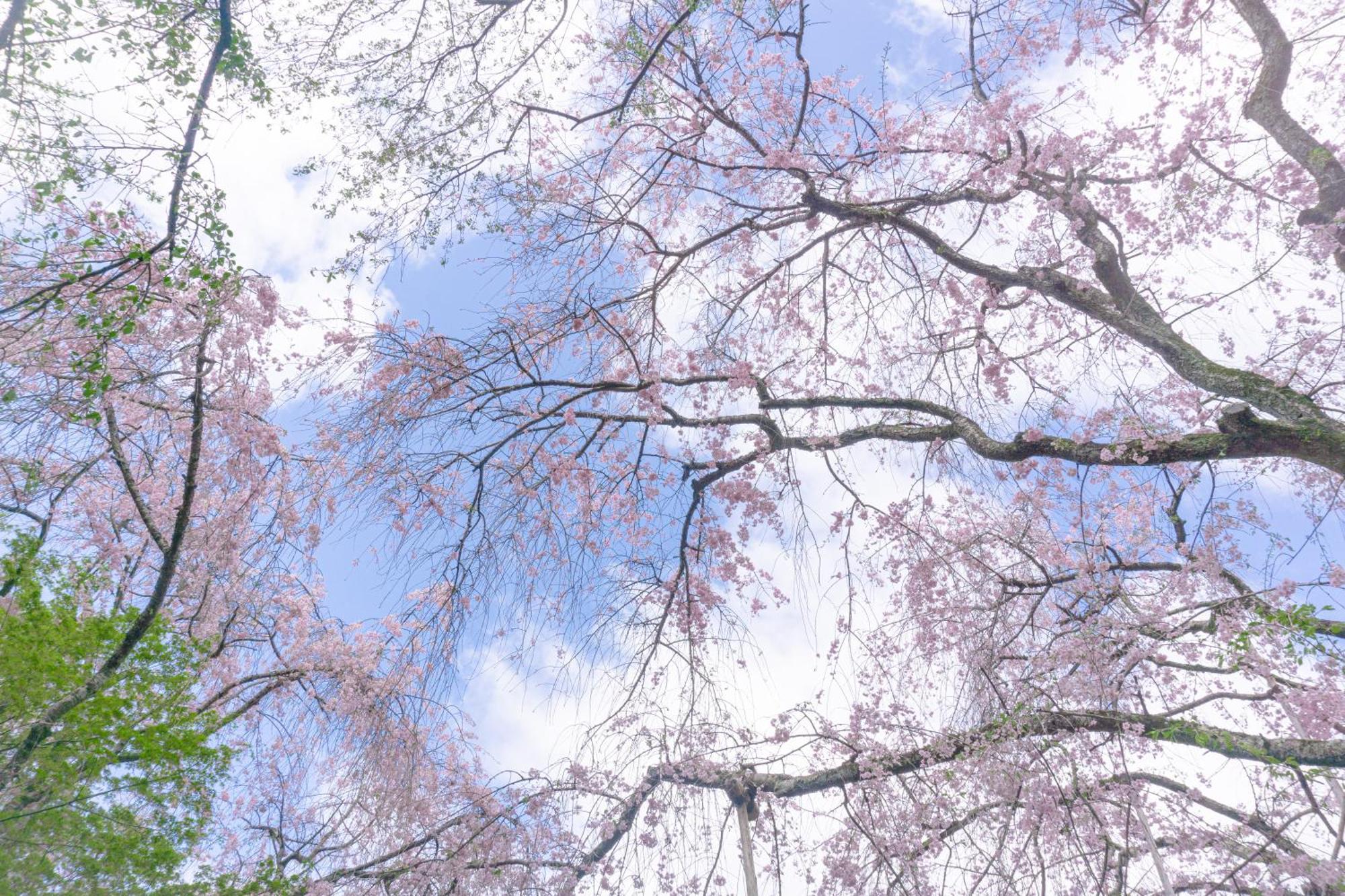 Tokyu Stay Kyoto Sakaiza Shijo Kawaramachi Luaran gambar